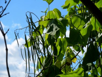 20130909Catalpa_bignonioides2