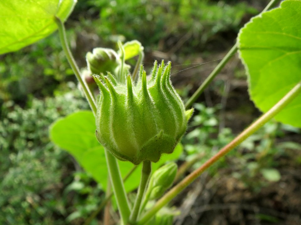 20130921Abutilon_theophrasti10