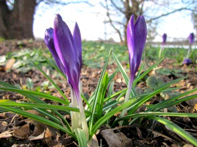 20130314Crocus_tommasinianus2