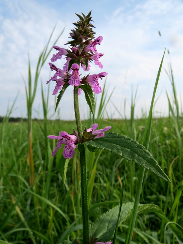 20130907Stachys_palustris4