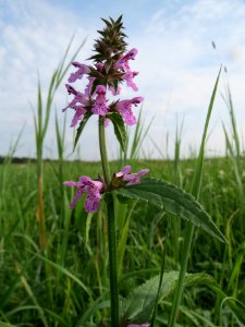 20130907Stachys_palustris4
