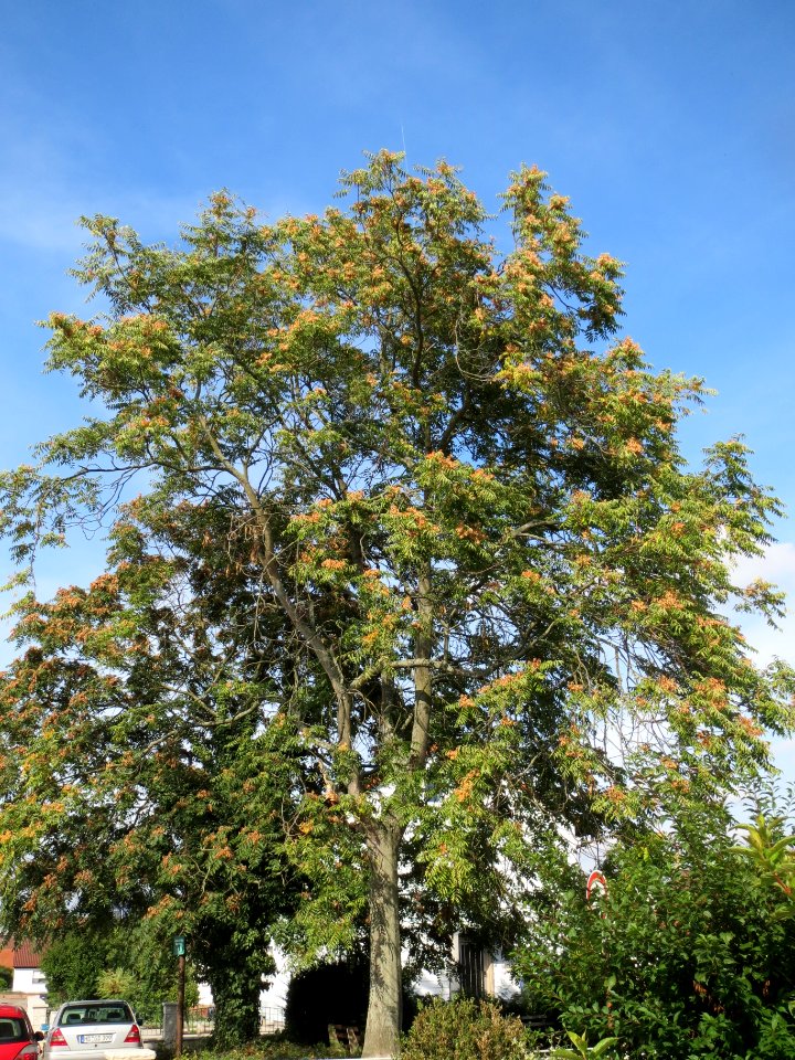 20130921Ailanthus_altissima