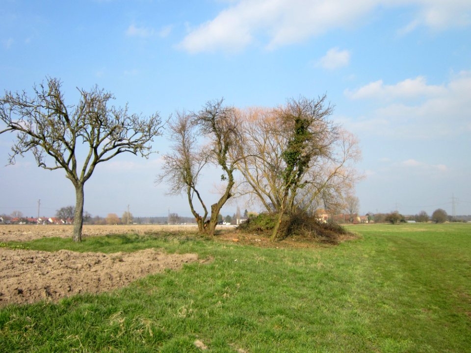20130327Salix_alba01