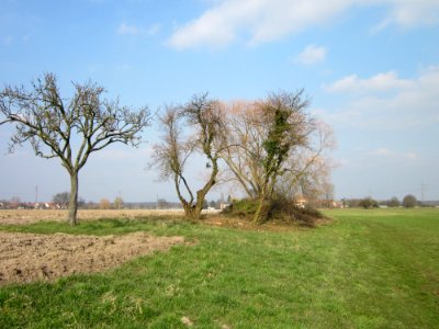 20130327Salix_alba01