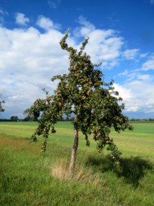 20130910Malus_Domestica01