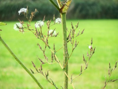 20130907Lactuca_serriola1