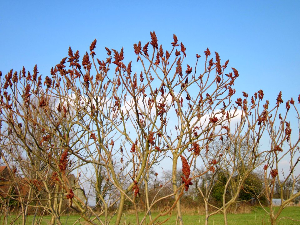 20130327Rhus_typhina2