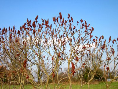 20130327Rhus_typhina2 photo