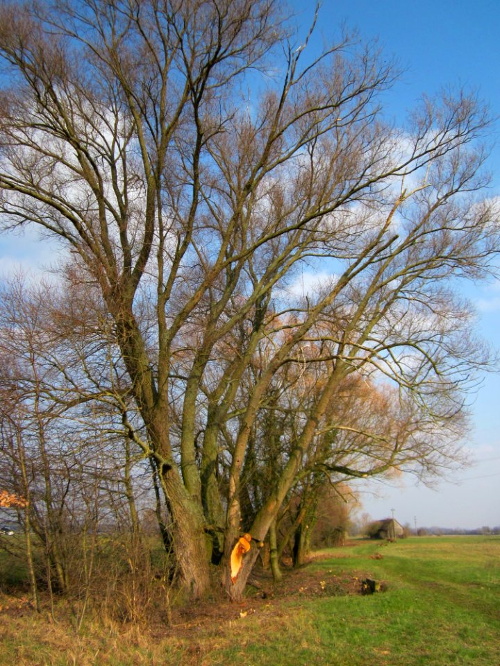20130327Salix_alba06