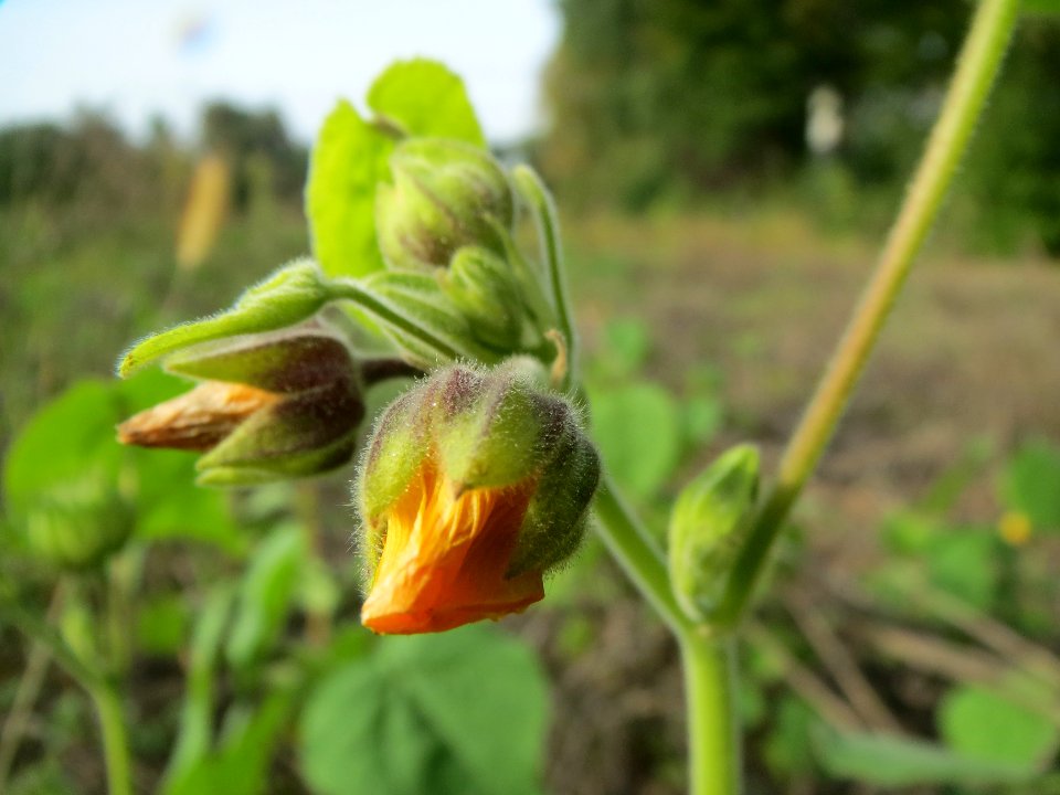 20130921Abutilon_theophrasti05