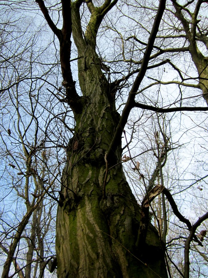 20130324Untere_Lusshart6