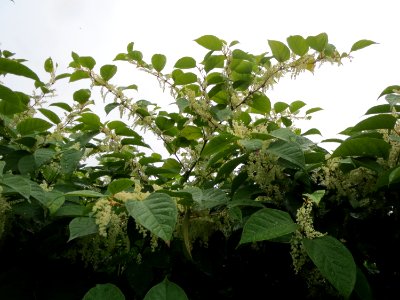20130918Reynoutria_japonica3