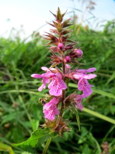 20130907Stachys_palustris1