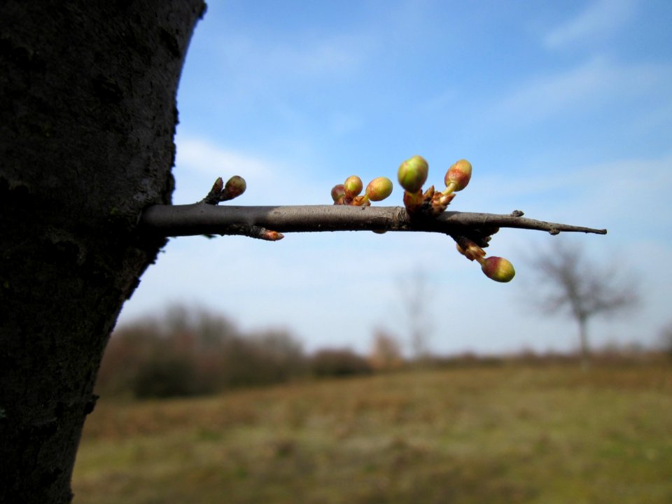 20130324Prunus_cerasifera_Reilingen5