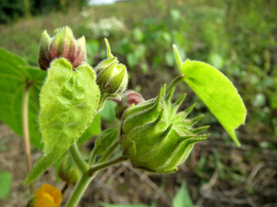 20130921Abutilon_theophrasti03