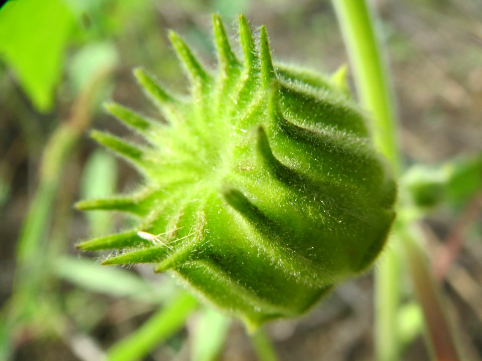 20130921Abutilon_theophrasti02