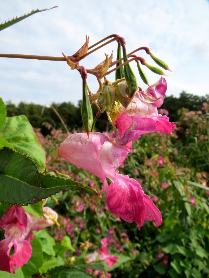 20130907Impatiens_glandulifera2