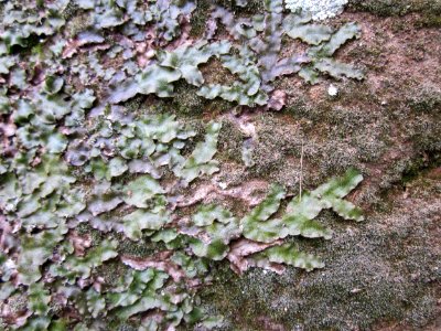 20130331Felsenwege_Sonnenberg09