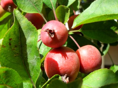 20130909Zierapfel_Schwetzingen4