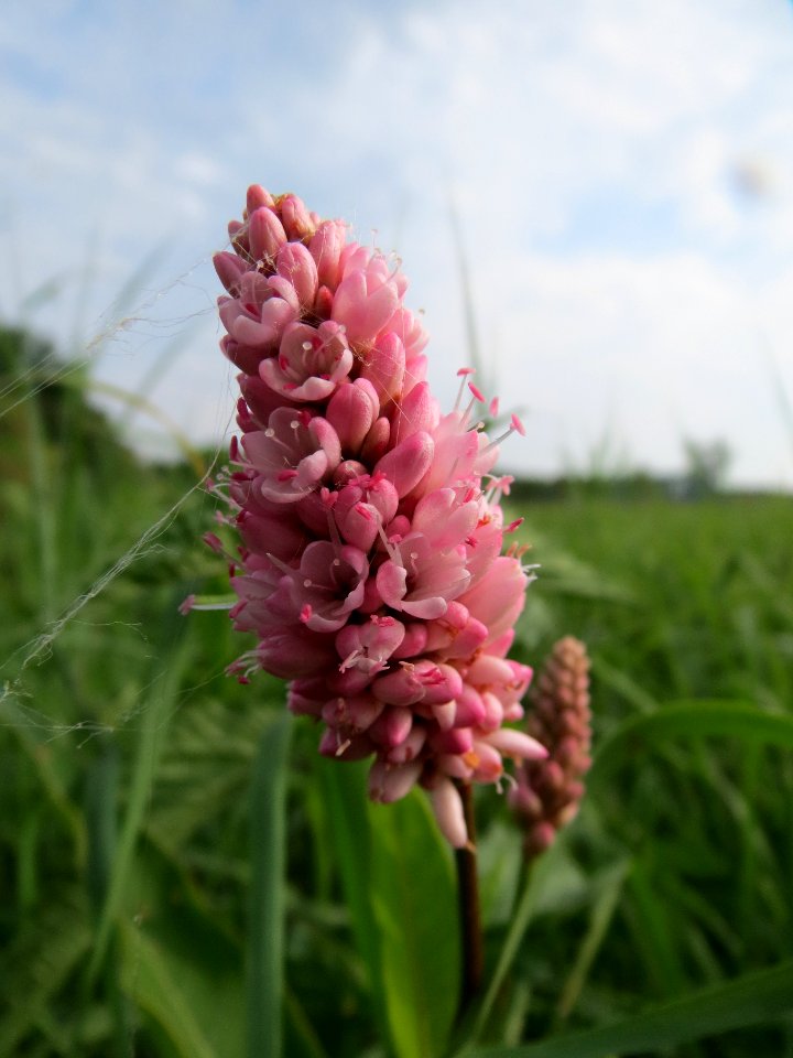 20130907Persicaria_amphibia2