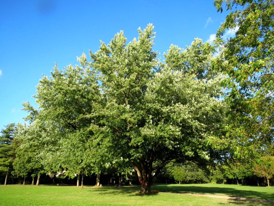 20130910Acer_saccharinum3