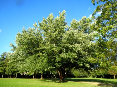20130910Acer_saccharinum3