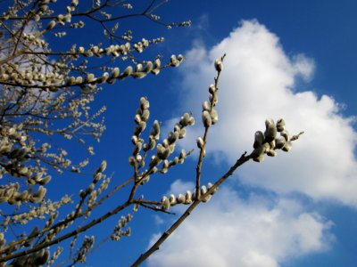 20130314Salix_caprea09