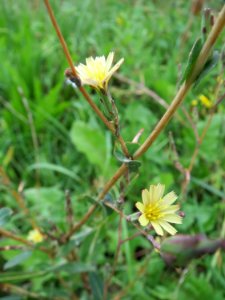 20130908Lactuca_serriola