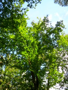 20130909Castanea_sativa1