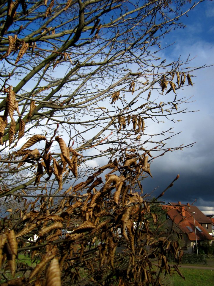 20130320Hainbuche_Hockenheim1