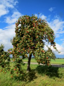 20130910Malus_Domestica07