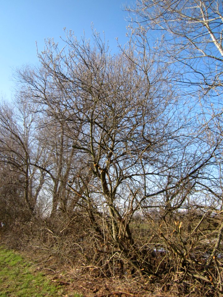 20130315Salix_caprea