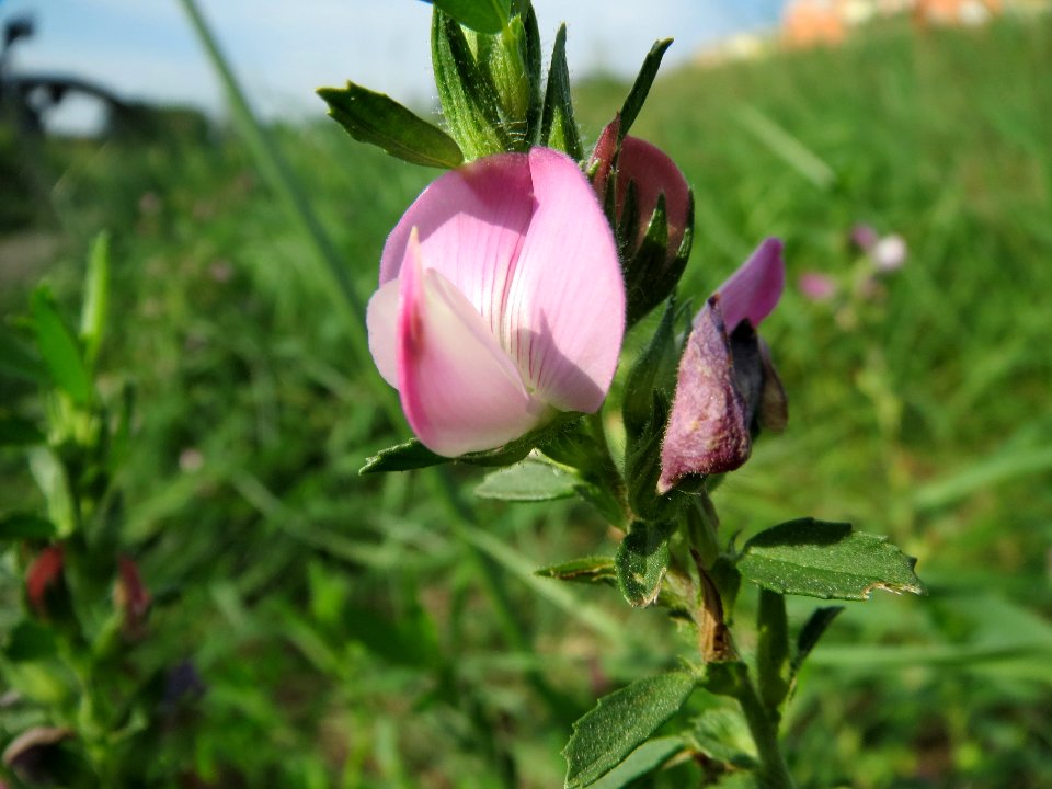 20130823Ononis_spinosa5