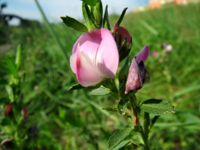 20130823Ononis_spinosa5