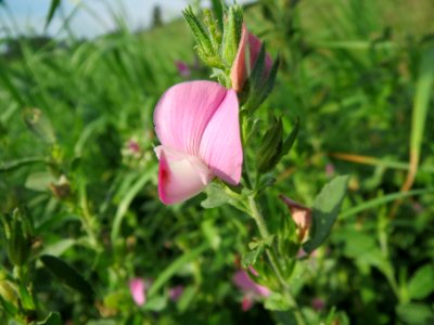 20130823Ononis_spinosa6