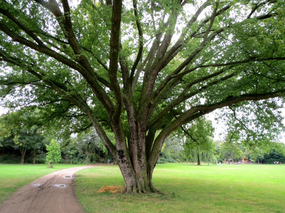 20130908Acer_saccharinum1