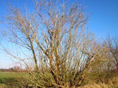 20130315Salix_caprea2