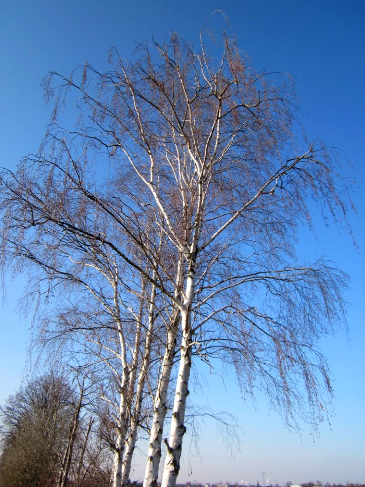20130315Birke_Hockenheim1
