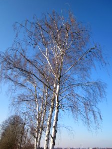 20130315Birke_Hockenheim1