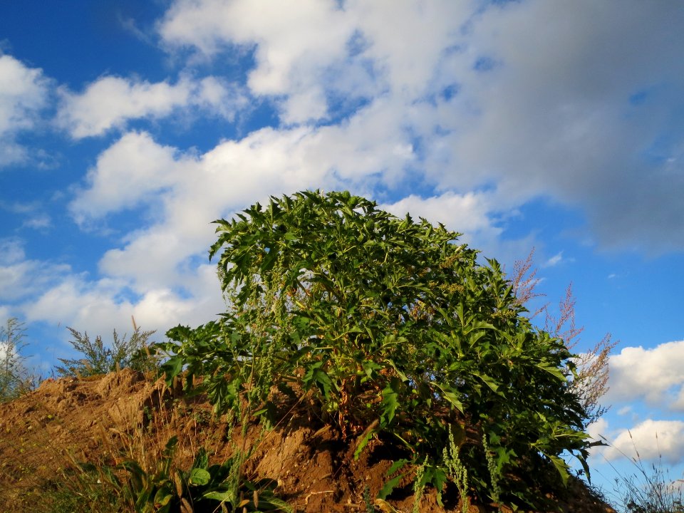 20130910Datura_stramonium
