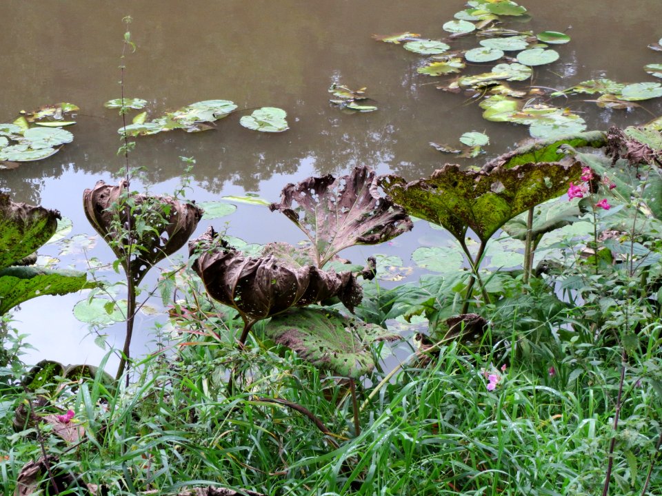 20130915Petasites_hybridus