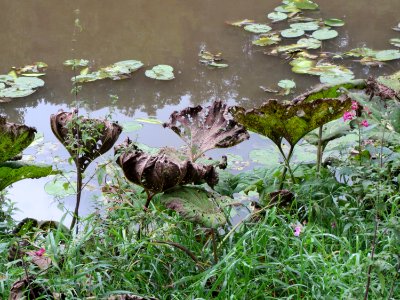 20130915Petasites_hybridus