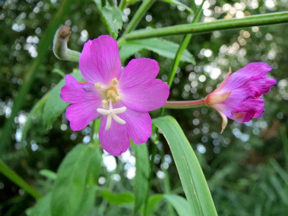 20130823Epilobium_hirsutum2