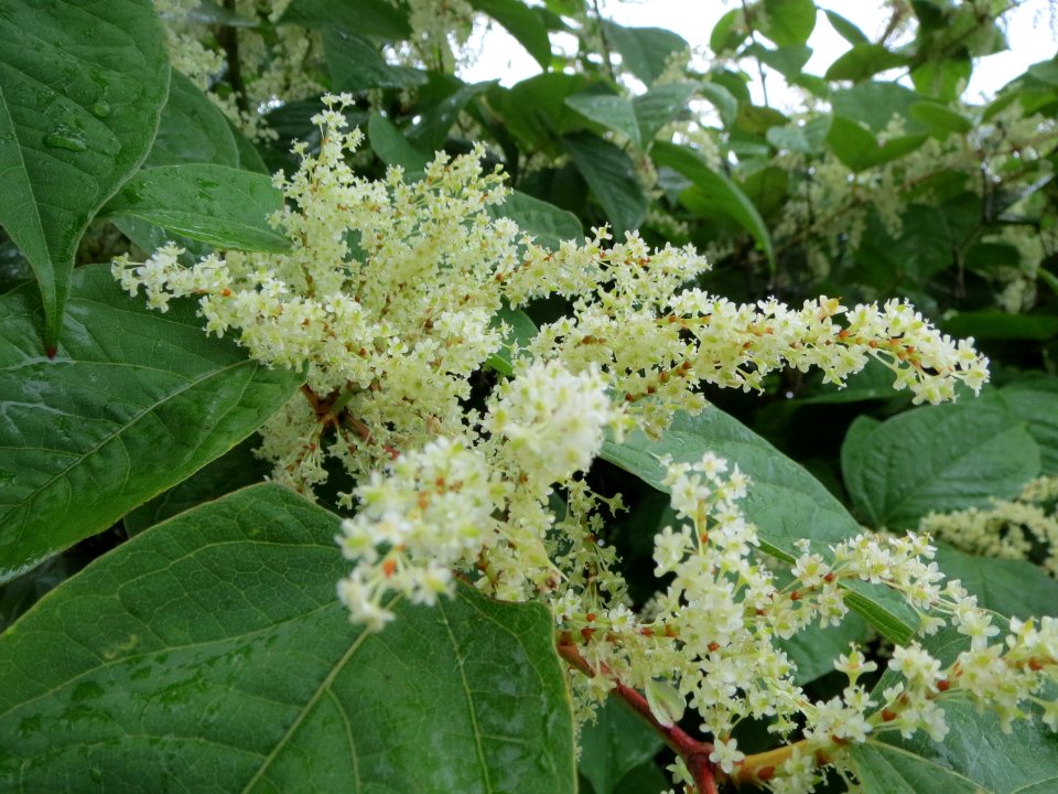 20130918Reynoutria_japonica1