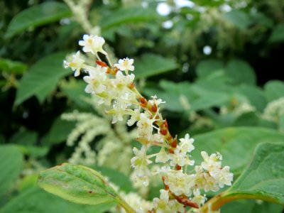 20130918Reynoutria_japonica4