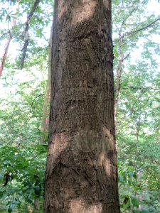 20130822Castanea_sativa3