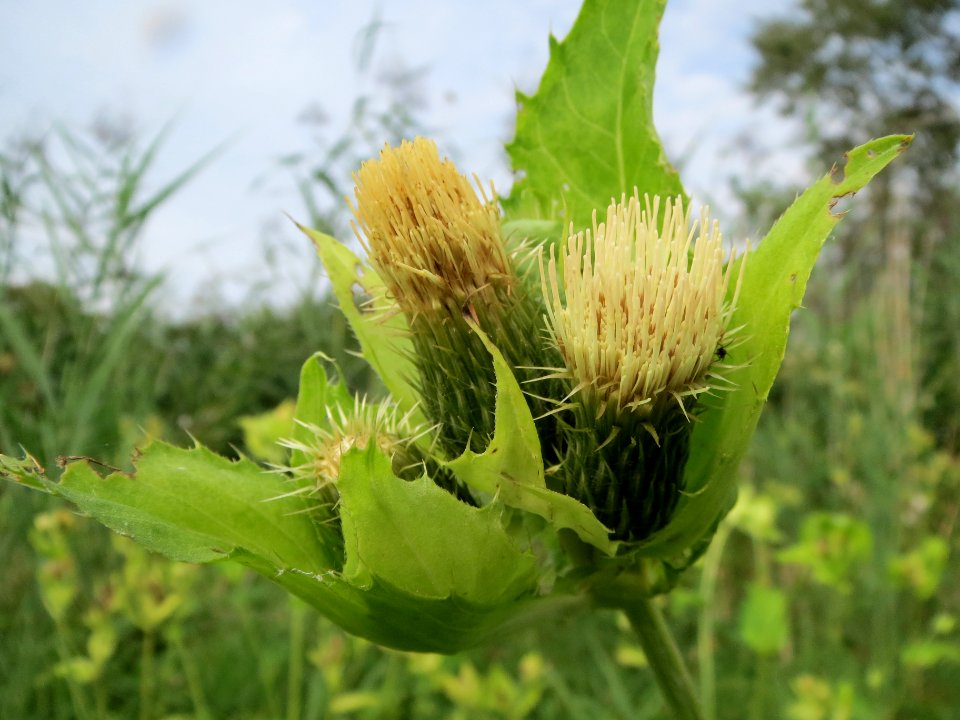 20130907Cirsium_oleraceum1