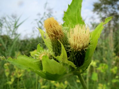 20130907Cirsium_oleraceum1