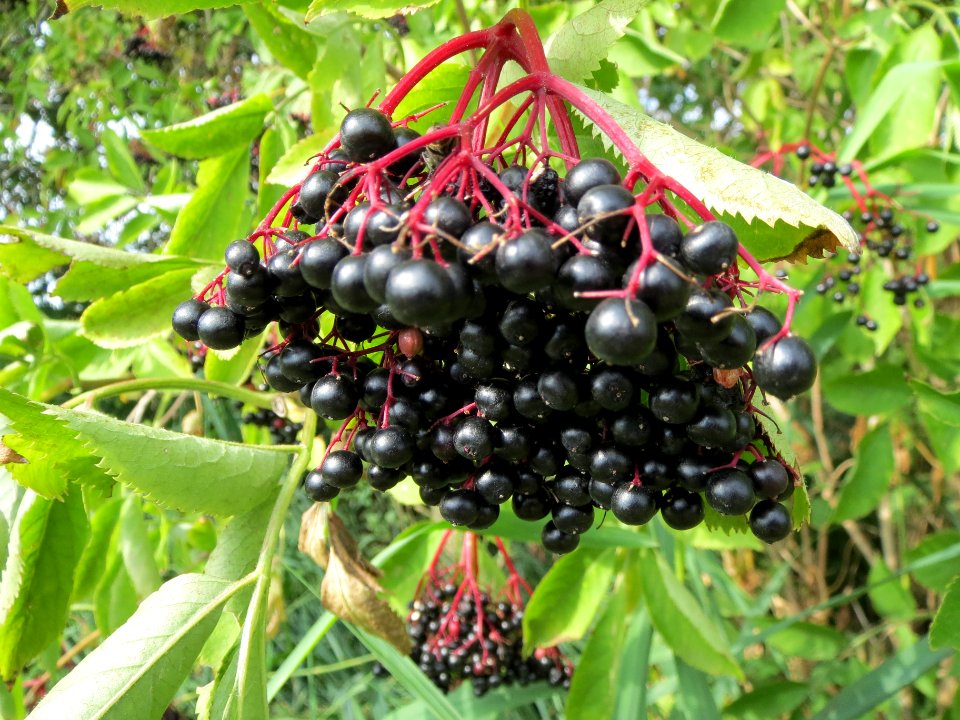 20130823Sambucus_nigra1