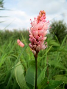 20130907Persicaria_amphibia1